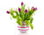 Jual Poster Tulips Vase WPS 002