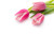 Jual Poster Tulips White background Three 3 Pink color WPS