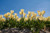 Jual Poster Tulips White WPS 003
