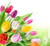 Jual Poster Tulips WPS 001