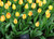 Jual Poster Tulips Yellow WPS 001