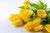 Jual Poster Tulips Yellow WPS 012