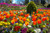 Jual Poster United Kingdom Gardens Tulips Swansea Botanic WPS