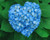 Jual Poster Valentine's Day Hydrangea Heart Light Blue WPS