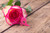 Jual Poster Valentine's Day Roses Birds Closeup Wood planks WPS