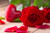 Jual Poster Valentine's Day Roses Closeup Wood planks Red WPS