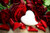 Jual Poster Valentine's Day Roses WPS 007