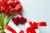 Jual Poster Valentine's Day Tulips Heart WPS 001