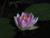 Jual Poster Water lilies Closeup Pink color Drops WPS