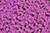 Jual Poster aubrieta flowers violet blossom purple bloom WPS