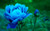 Jual Poster blue peonies WPS
