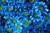 Jual Poster chrysanthemums blue flowers bouquet WPS