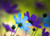 Jual Poster cosmos flowers blue purple WPS