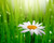 Jual Poster daisy droplets green grass WPS