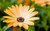 Jual Poster daisy flower yellow WPS