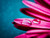 Jual Poster droplets pink gerbera macro WPS
