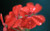 Jual Poster geraniums macro droplets WPS