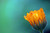Jual Poster marigold calendula droplets bloom WPS
