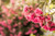 Jual Poster pink flowers flora macro WPS