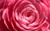 Jual Poster pink rose close up WPS