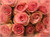 Jual Poster pink roses WPS001