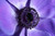 Jual Poster violet flower macro WPS