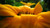 Jual Poster yellow flower macro WPS002