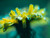 Jual Poster yellow flower water drops macro WPS