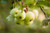 Jual Poster Apple Blur Branch Water Drop Fruits Apple APC