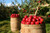 Jual Poster Apple Depth Of Field Fruit Fruits Apple APC