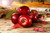 Jual Poster Apple Fall Fruits Apple APC