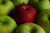 Jual Poster Apple Food Fruit Water Drop Fruits Apple APC 001