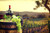 Jual Poster Barrel Glass Grapes Vineyard Wine Food Wine APC
