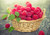 Jual Poster Basket Berry Fruit Raspberry Still Life Food Raspberry APC