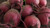 Jual Poster Beet Vegetable Food Beet APC