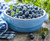 Jual Poster Berry Blueberry Fruit Food Blueberry APC 002