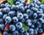 Jual Poster Berry Blueberry Fruit Food Blueberry APC 015