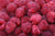 Jual Poster Berry Close Up Fruit Raspberry Food Raspberry APC 003