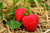 Jual Poster Berry Close Up Fruit Strawberry Fruits Strawberry APC