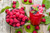 Jual Poster Berry Drink Fruit Glass Raspberry Smoothie Still Life Food Raspberry APC