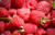 Jual Poster Berry Fruit Raspberry Food Raspberry APC 004