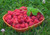 Jual Poster Berry Fruit Raspberry Food Raspberry APC 024