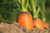 Jual Poster Carrot Close Up Vegetable Food Carrot APC
