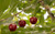 Jual Poster Cherry Close Up Fruit Fruits Cherry APC