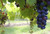 Jual Poster Depth Of Field Fruit Grapes Fruits Grapes APC 001