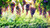 Jual Poster Depth Of Field Fruit Grapes Sunny Fruits Grapes APC