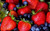 Jual Poster Food Berry APC 024