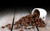Jual Poster Food Coffee APC 148