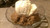Jual Poster Food Indian pudding APC 002