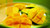 Jual Poster Food Mango Food Mango APC
